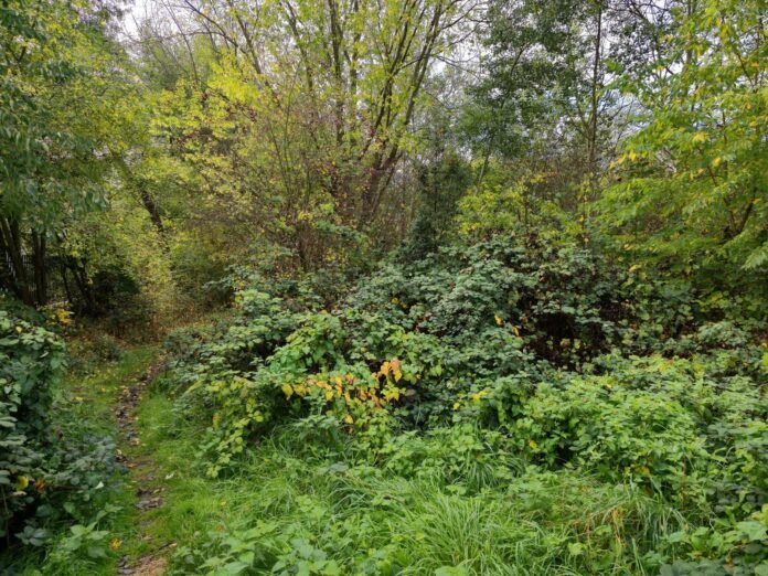 Woodland in London (illustrative image)