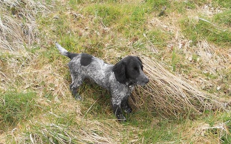 Five-month-old working Cocker Spaniel puppy on grass, like trainee fire investigation dog Chase