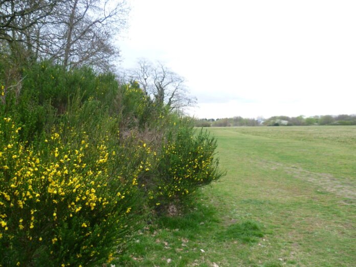 Trees and open grassland in Hanworth Park, Feltham, west London.