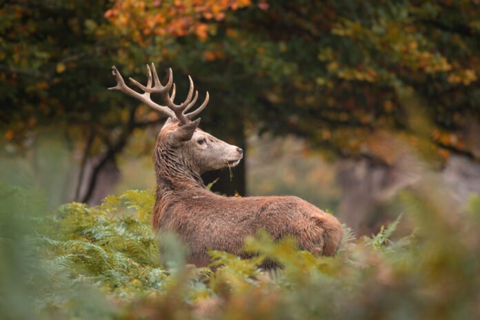 A red deer in Richmond Park.