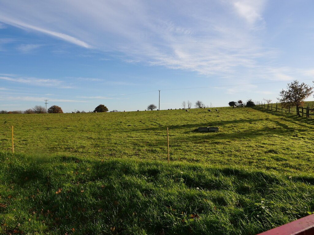 Sheep grazing in a meadow
