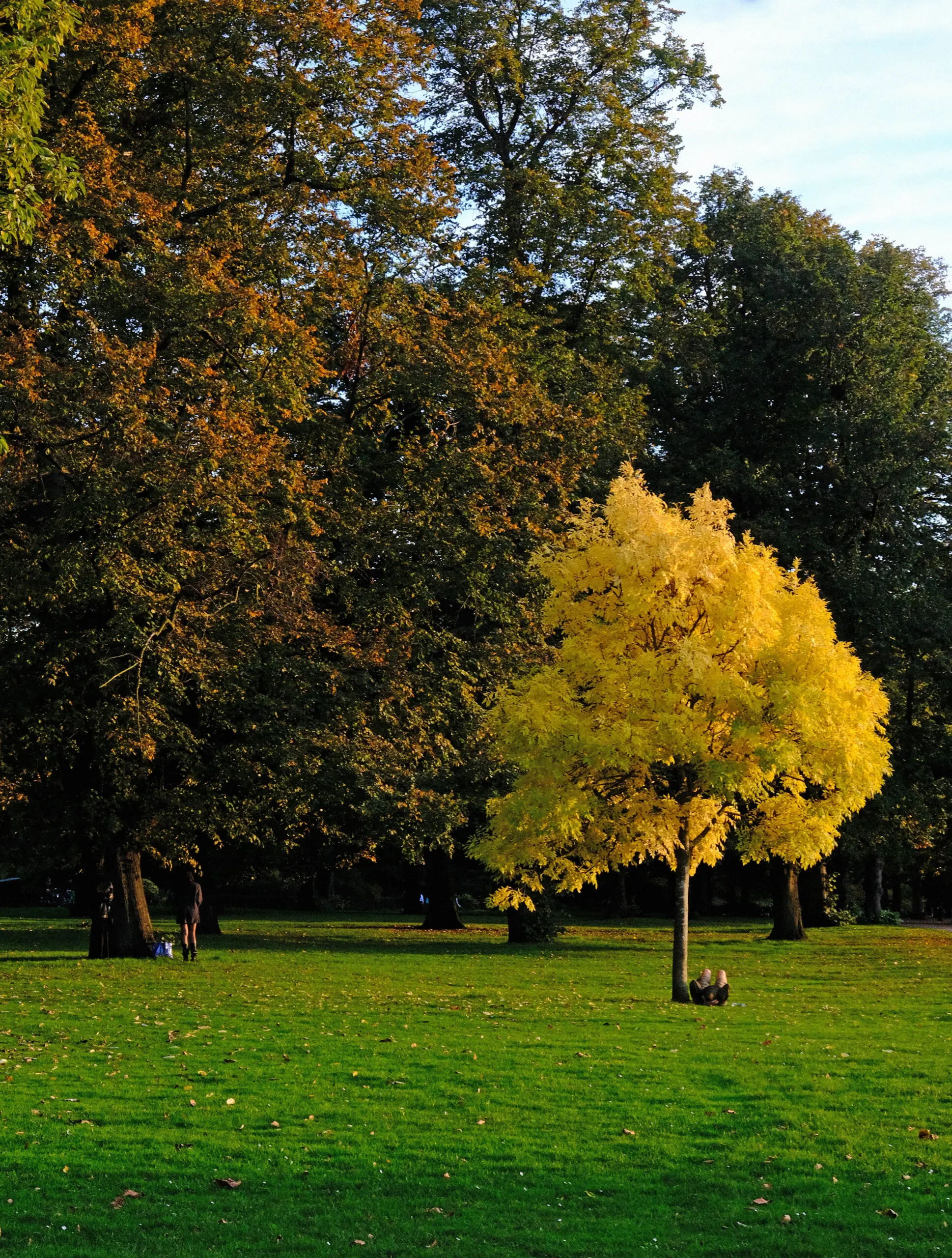 Golden autumn tree in Hyde Park, London