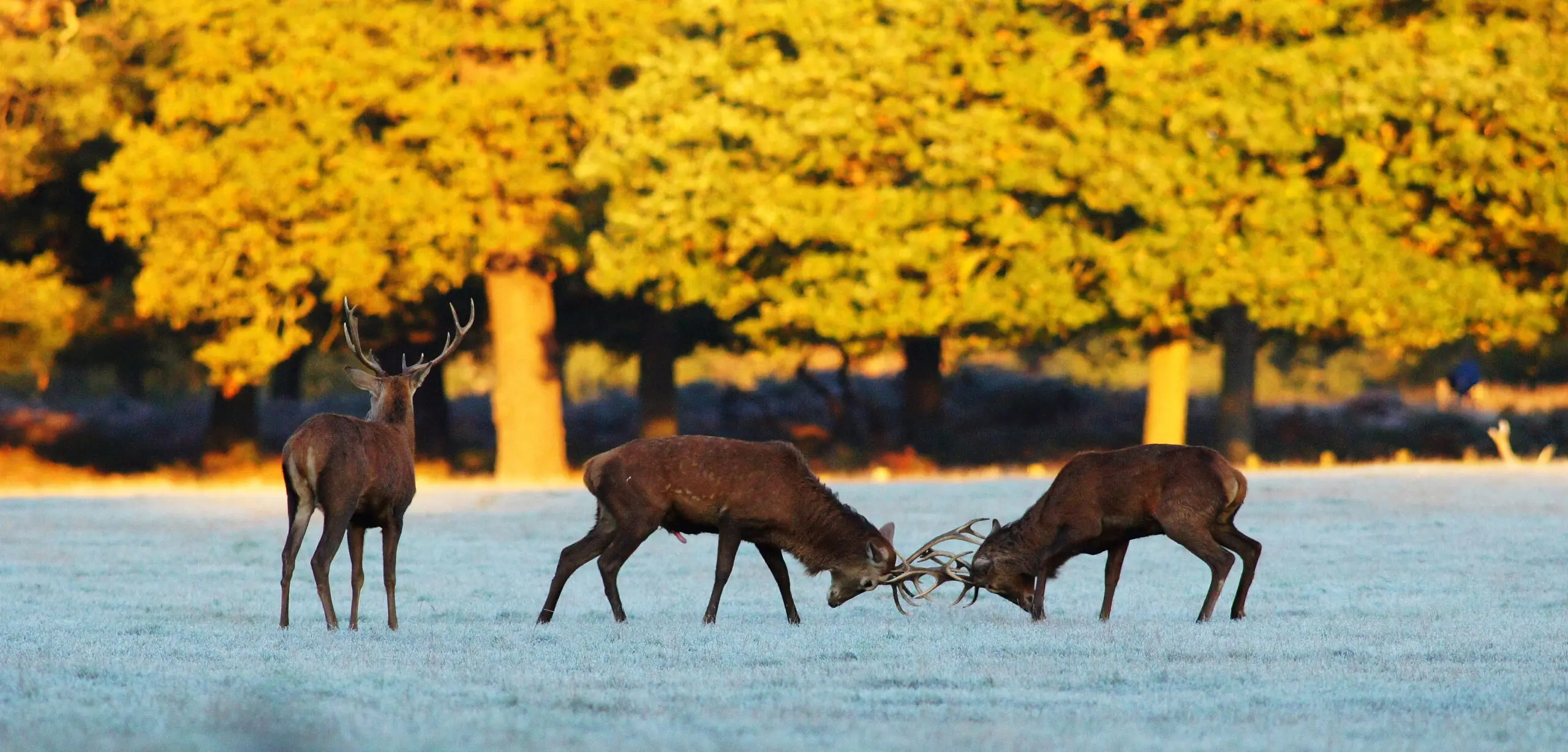 Red deer stags rutting in Richmond Park